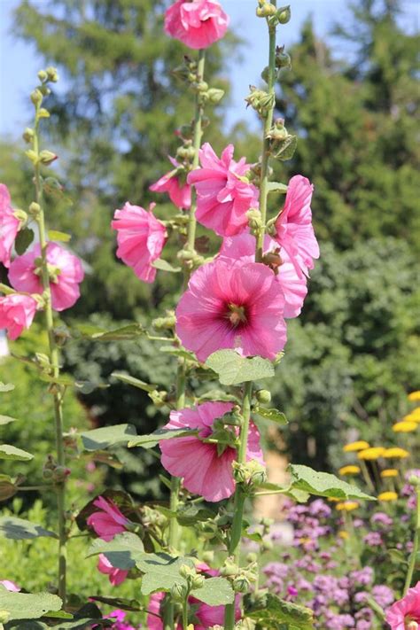 芙蓉怎麼種|袁晓辉 Rita : 朱槿 Hibiscus (芙蓉/扶桑/大紅花)